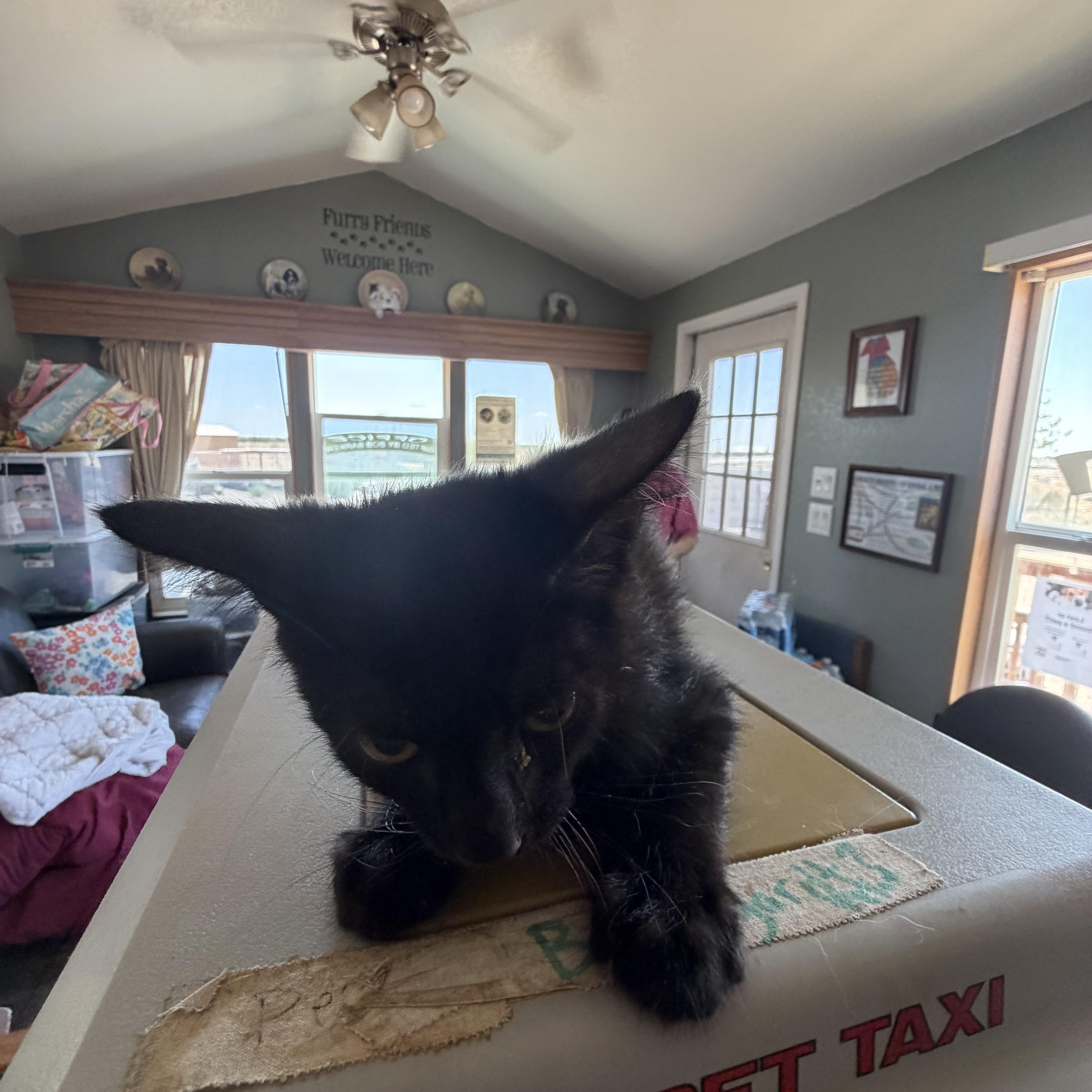 A baby small-sized female Black Domestic Short Hair cat named Amia for adoption in Deming, NM