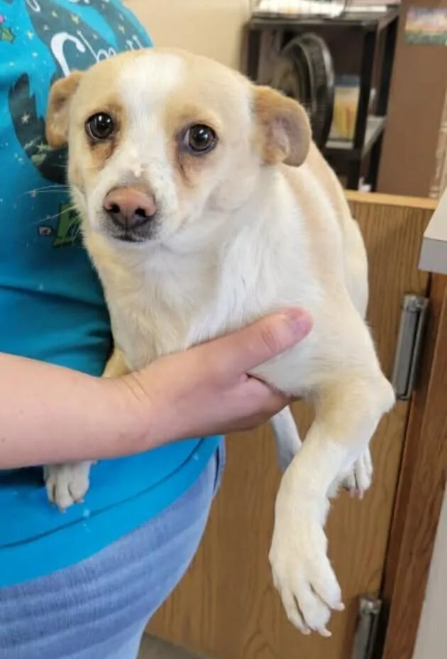 A young small-sized female White / Cream Chihuahua dog named Rose for adoption in Parker, CO