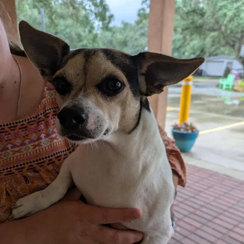 An adult small-sized male Mixed Breed dog named Radar O'Reilly for adoption in Fulton, TX