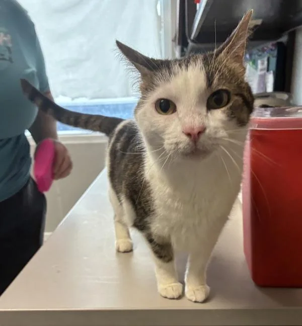 An adult medium-sized female Domestic Short Hair cat named Chitchat for adoption in Salt Lake City, UT