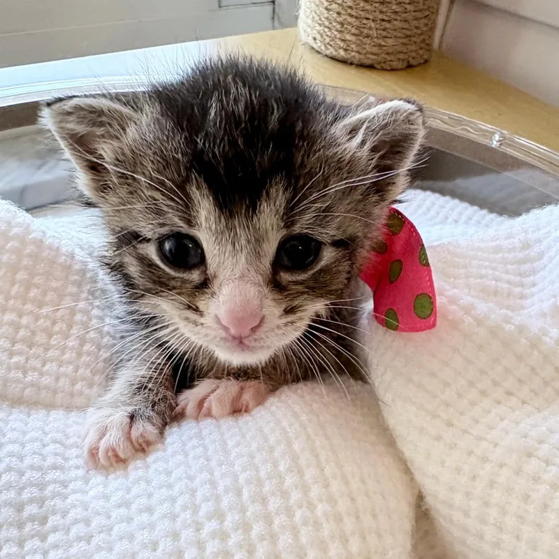 A baby small-sized female Brown / Chocolate Domestic Short Hair cat named Lavender for adoption in Fort Lauderdale, FL