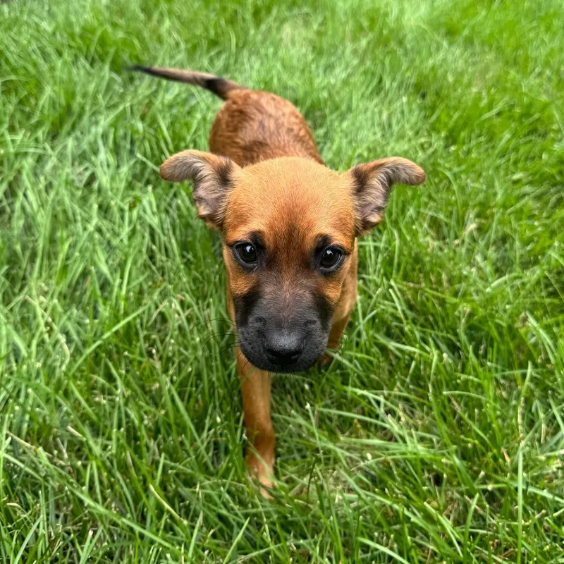 A baby small-sized female Red / Chestnut / Orange Cattle Dog dog named Clever Pup: Harley for adoption in Falls Church, VA