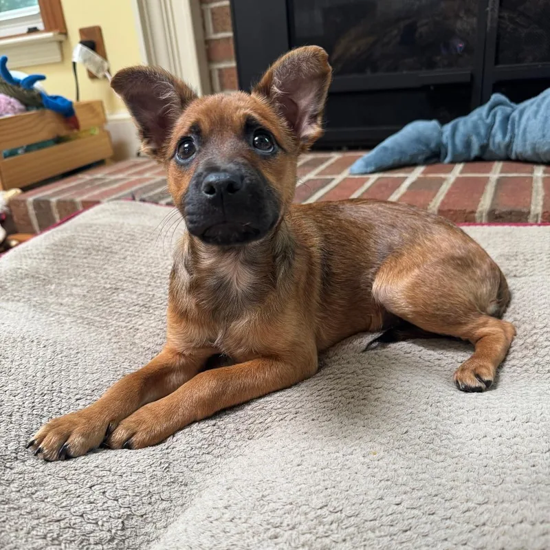 Clever Pup: Harley thumbnail 2