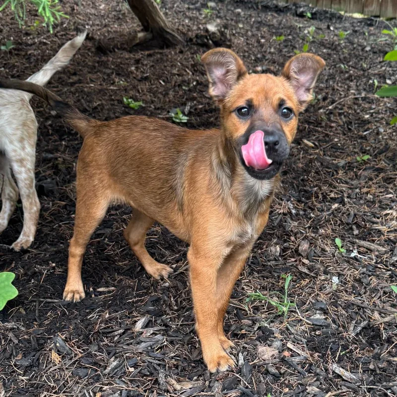 Clever Pup: Harley thumbnail 3