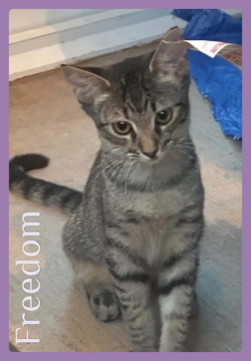 A baby medium-sized female Tabby cat named Freedom for adoption in Lawton, OK