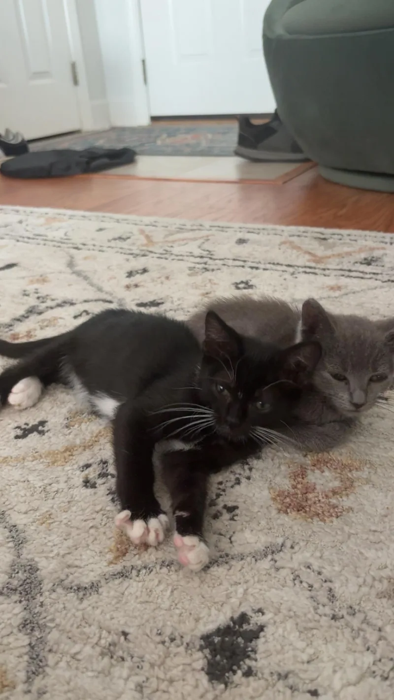 Tito thumbnail 2