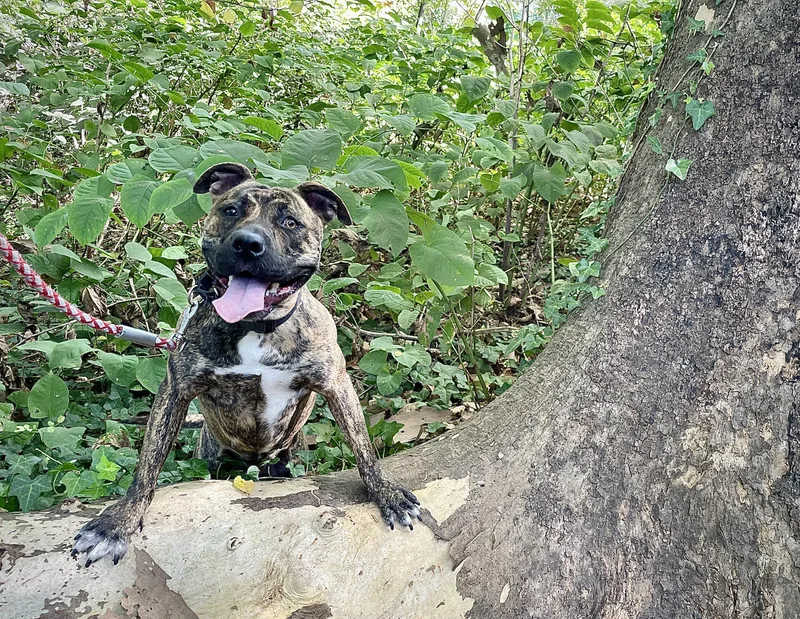 Princess thumbnail 2