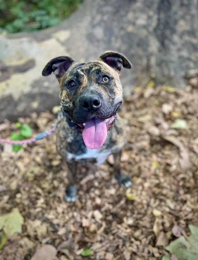 Princess thumbnail 4