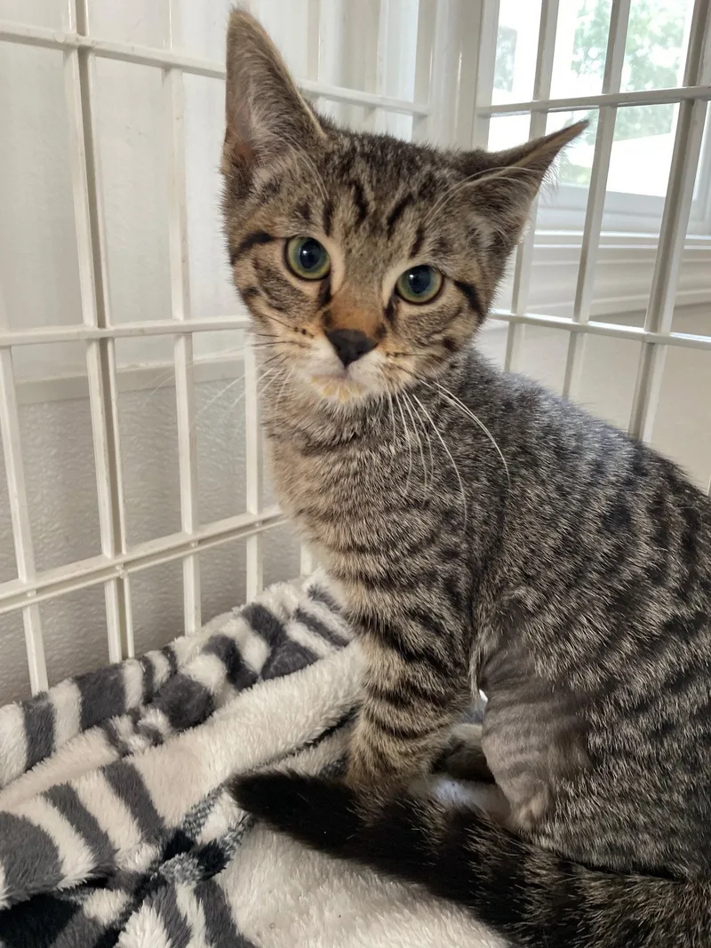 A baby medium-sized female Tabby cat named Valentina for adoption in Island Lake, IL