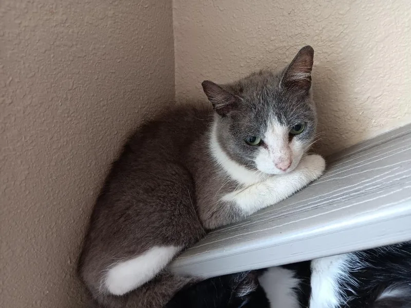 A baby medium-sized female Domestic Short Hair cat named Puffin for adoption in New Braunfels, TX