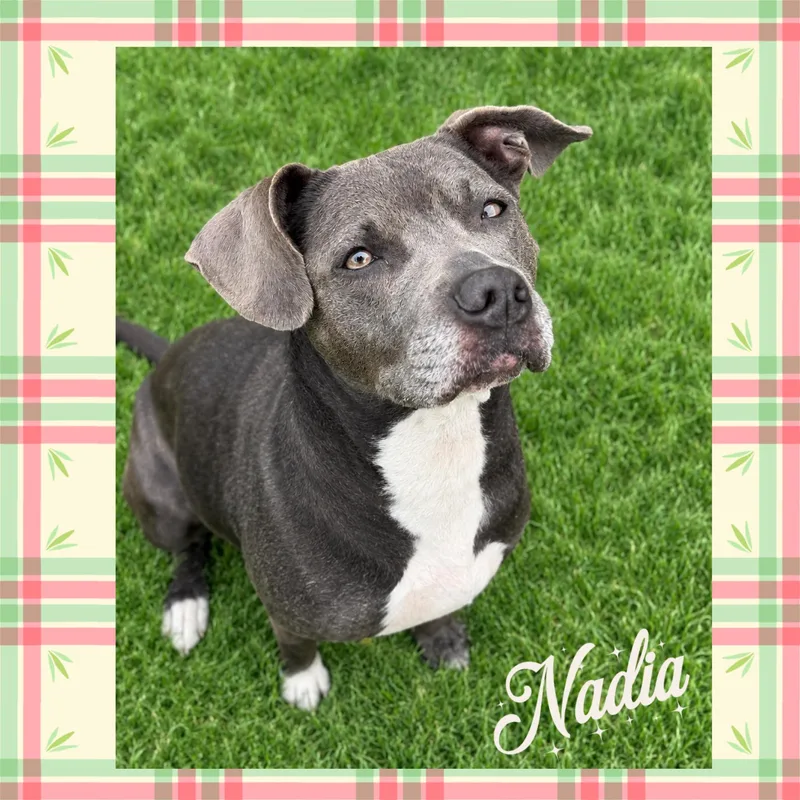 An adult medium-sized female Pit Bull Terrier dog named Nadia for adoption in Mokena, IL