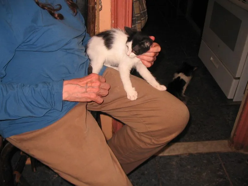 A baby medium-sized female Domestic Short Hair cat named Spot for adoption in Brooklyn, NY