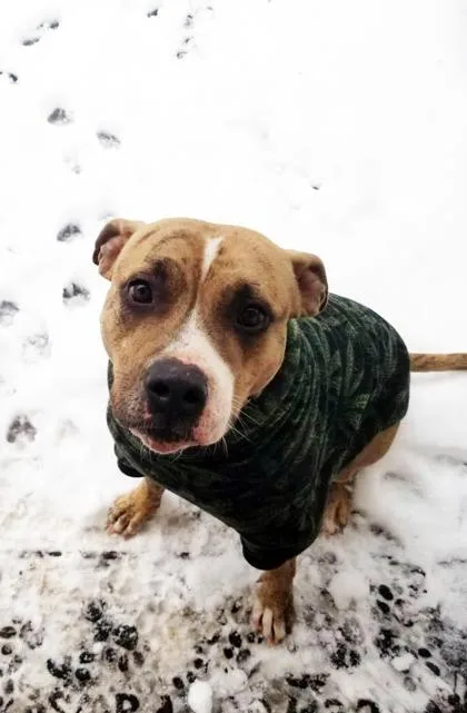 An adult large-sized male Mixed Breed dog named Pharaoh for adoption in Chamblee, GA