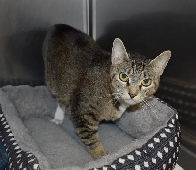 A young medium-sized female Domestic Short Hair cat named Bri for adoption in Sarasota, FL