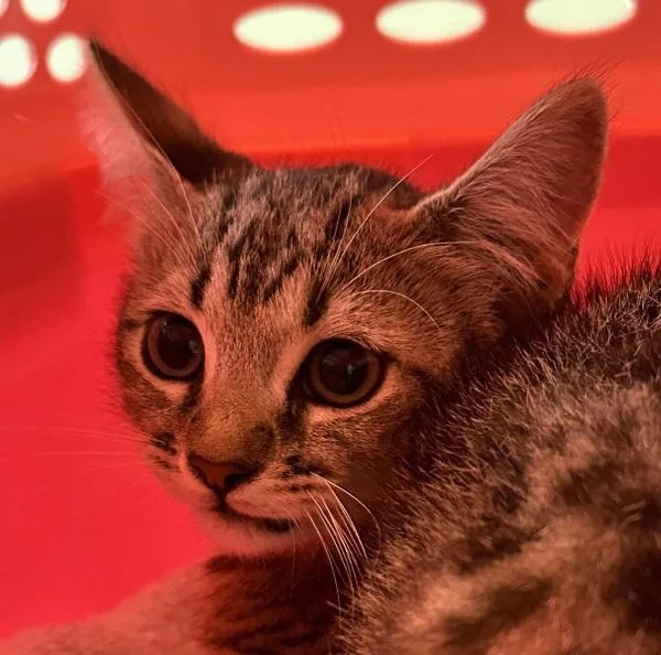 A baby small-sized female Domestic Short Hair cat named Maliyah for adoption in El Cajon, CA