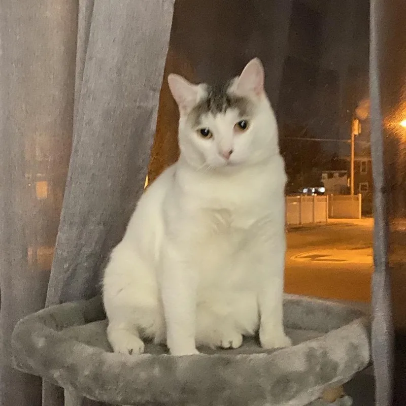 An adult large-sized male White Domestic Short Hair cat named Lil Guy for adoption in York, PA
