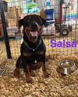 A young large-sized female Rottweiler dog named Salsa for adoption in Hillsboro, NH