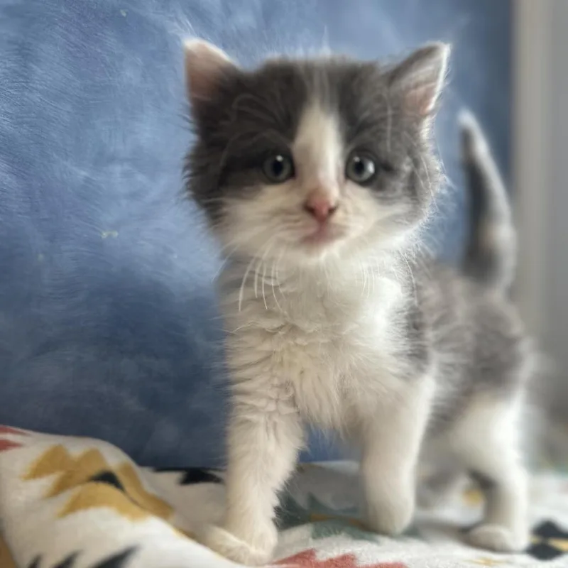 A young small-sized female Dilute Calico Domestic Medium Hair cat named Bottlenose for adoption in Clinton, IL