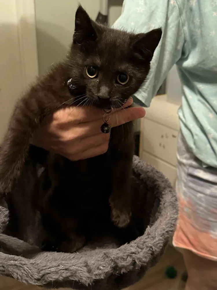 A baby small-sized male Black American Shorthair cat named Neo for adoption in Deltona, FL