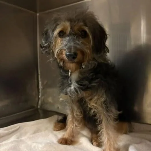 An adult small-sized female Yorkshire Terrier dog named Dolly for adoption in Long Island City, NY