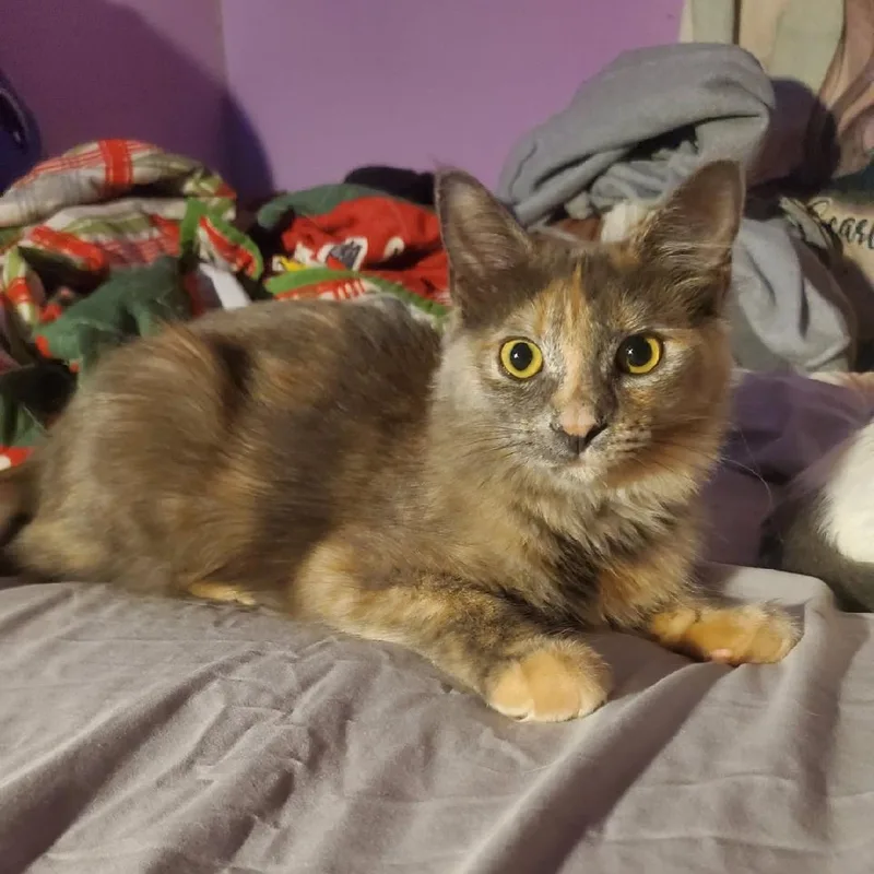 A baby medium-sized female Domestic Long Hair cat named Angel for adoption in Moriches, NY