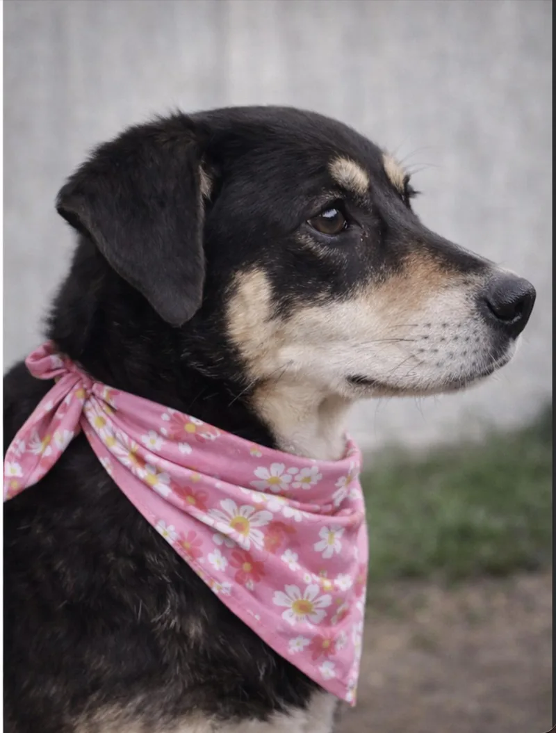 Miss Daisy Bloom thumbnail 4