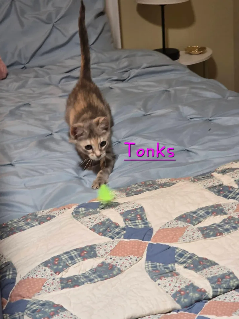 Tonks