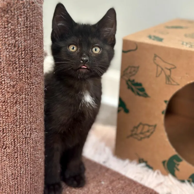 A young medium-sized male Black Domestic Short Hair cat named Pecorino for adoption in Pontiac, MI