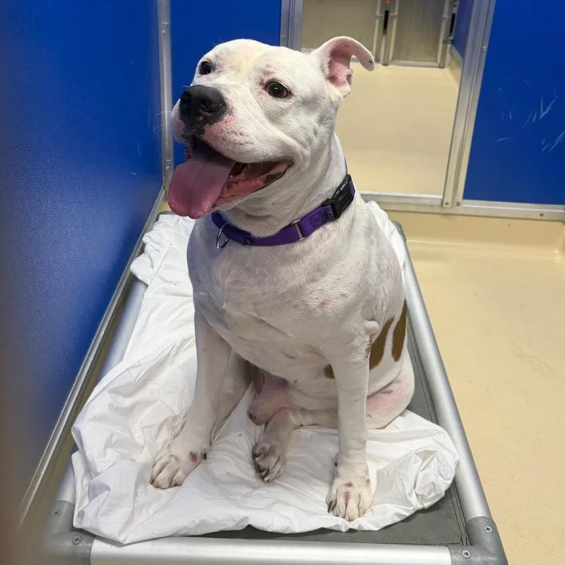 An adult large-sized male White / Cream Pit Bull Terrier dog named Bosco for adoption in Philadelphia, PA
