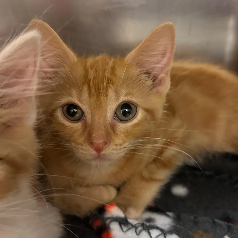 A baby small-sized female Orange / Red Domestic Short Hair cat named Taj for adoption in Pekin, IL