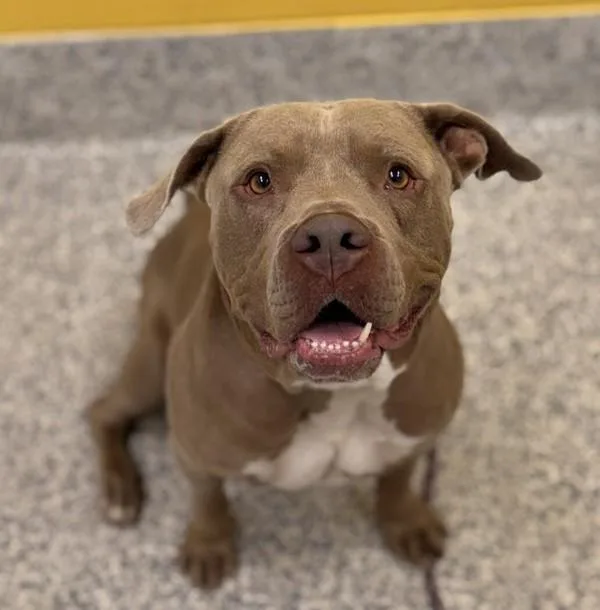 An adult large-sized male Pit Bull Terrier dog named Titan for adoption in Golden, CO