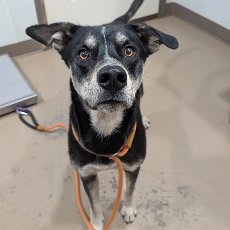 An adult medium-sized male Black German Shepherd Dog dog named Batman for adoption in Buchanan Dam, TX