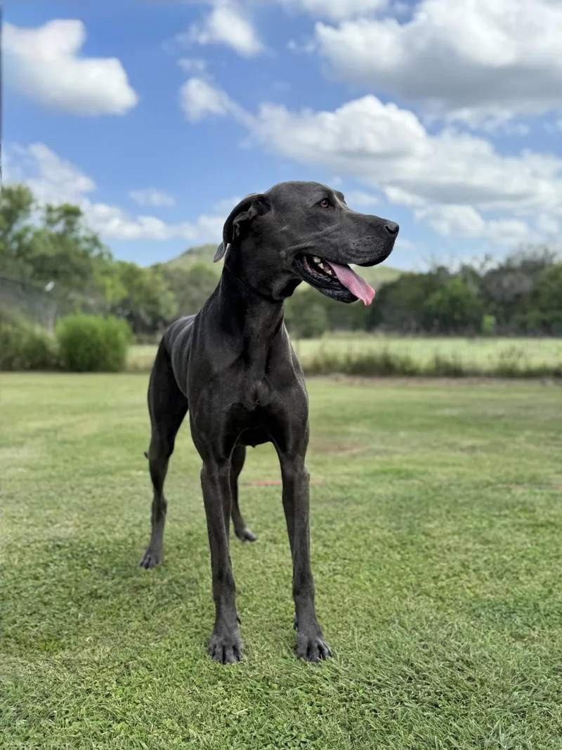 An adult extra large-sized female Great Dane dog named Ellie May for adoption in Helotes, TX