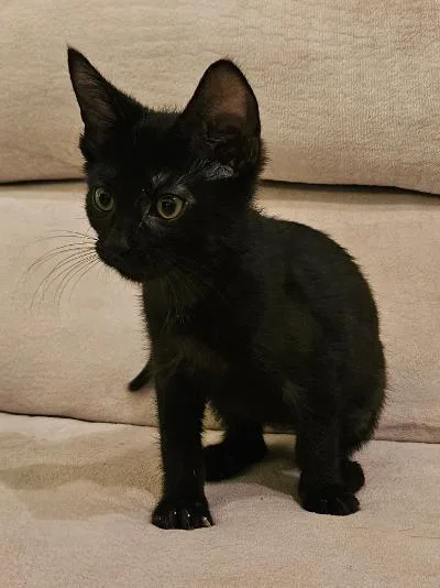 A baby medium-sized female Black Domestic Short Hair cat named Kyra for adoption in Mokena, IL