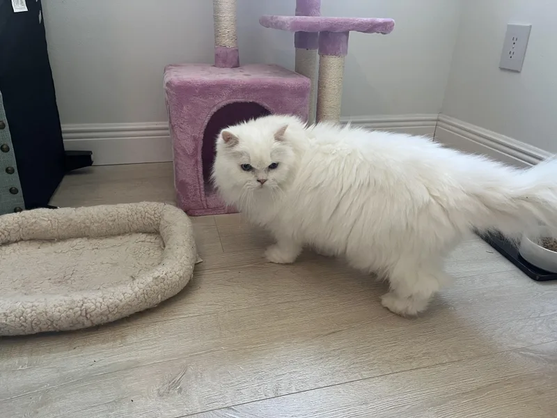 A senior medium-sized female White Persian cat named Rambi And Beau for adoption in Orlando, FL