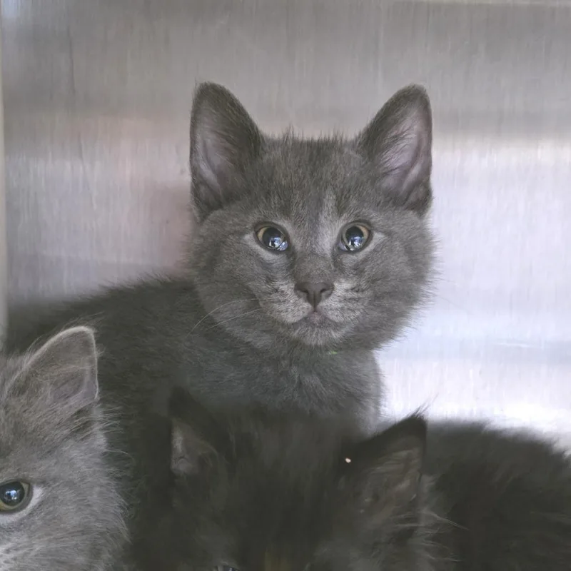 A baby small-sized male Gray / Blue / Silver Domestic Short Hair cat named Rome for adoption in Fort Wayne, IN