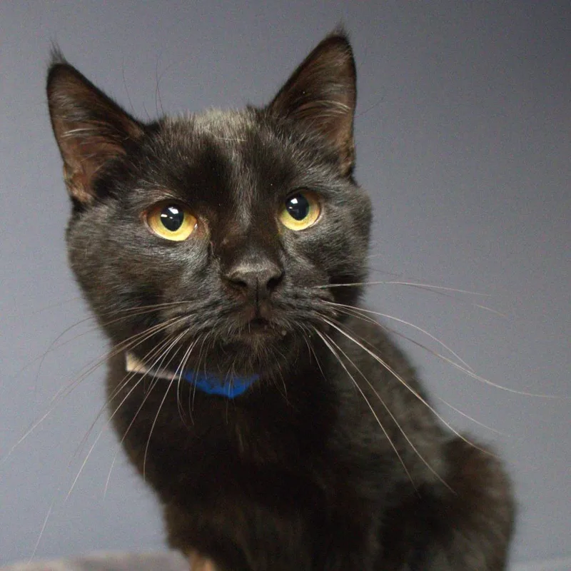 A young medium-sized male Black Domestic Short Hair cat named Cheshire for adoption in Lakeland, FL