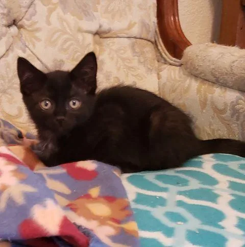 A baby medium-sized male Black Domestic Short Hair cat named Panther for adoption in Fernley, NV