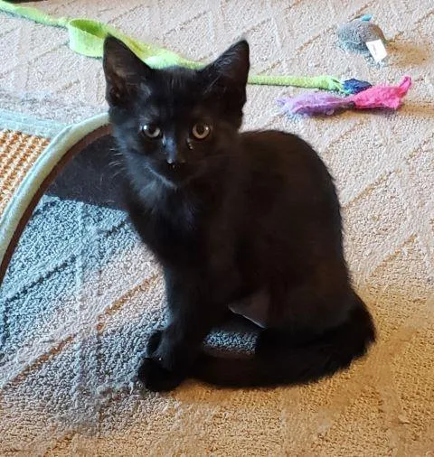 Panther thumbnail 2