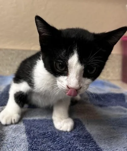 A baby small-sized male Domestic Short Hair cat named Barlett for adoption in Phoenix, AZ