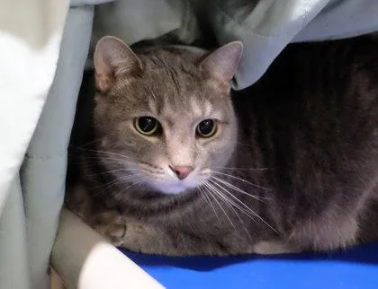 Dusty Pp W Schemmy thumbnail 3