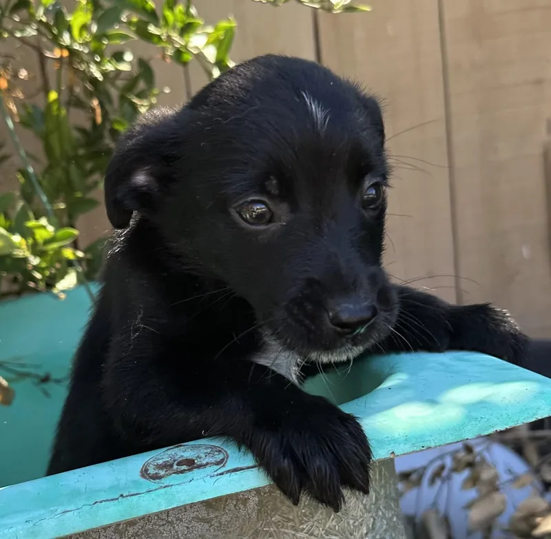 A baby medium-sized male Border Collie dog named Buckaroo for adoption in San Diego, CA