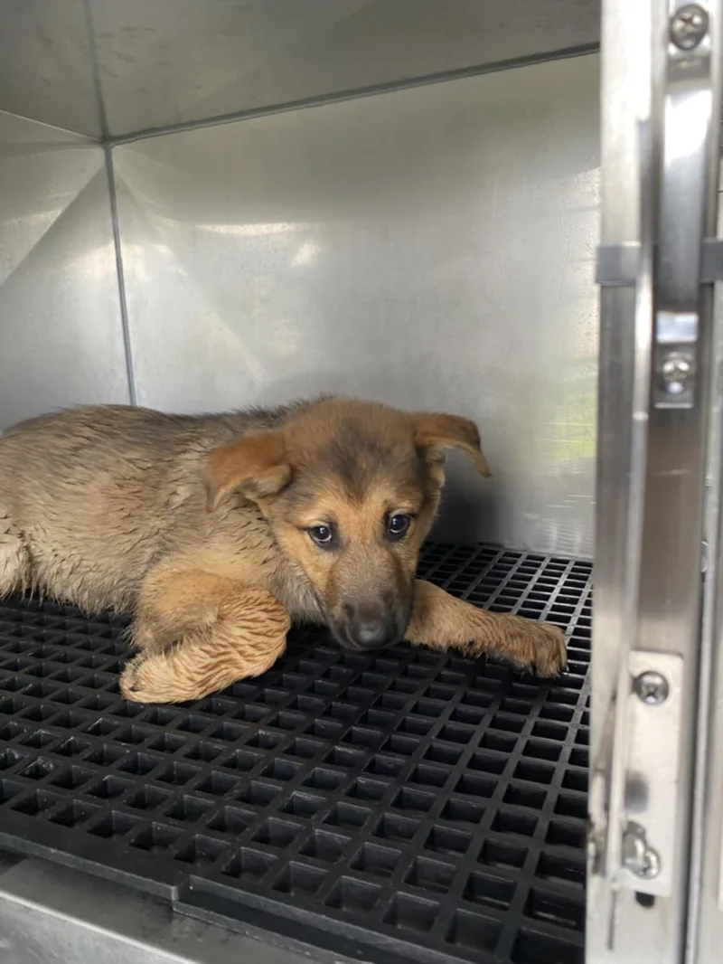 A baby small-sized male Mixed Breed dog named Messi for adoption in Dallas, TX