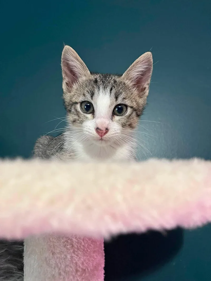 A baby medium-sized male Tabby (Gray / Blue / Silver) Tabby cat named Micky for adoption in Omaha, NE