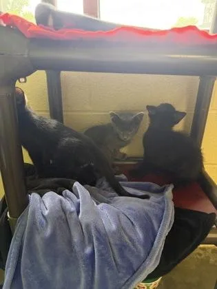 A baby small-sized male Domestic Short Hair cat named Nimbus for adoption in Independence, MO