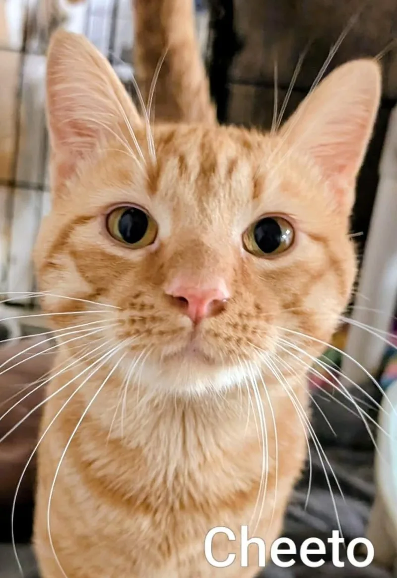 An adult medium-sized male Orange / Red Domestic Short Hair cat named Cheeto for adoption in Colfax, IA
