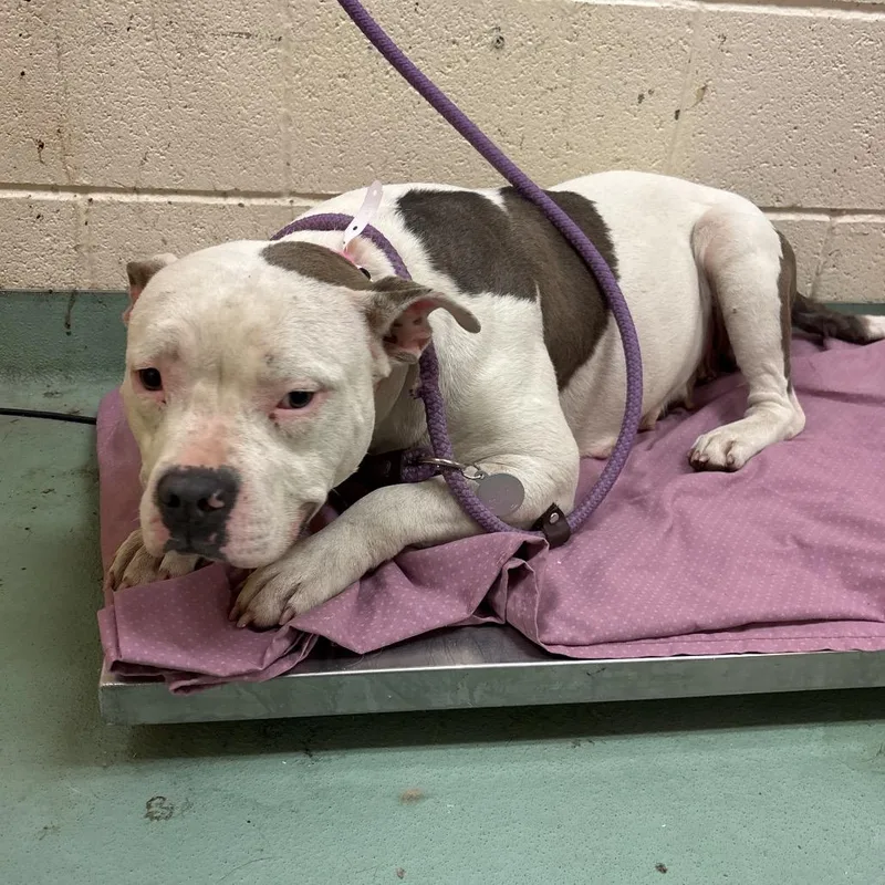 An adult medium-sized female White / Cream Mixed Breed dog named Hamantha for adoption in Memphis, TN