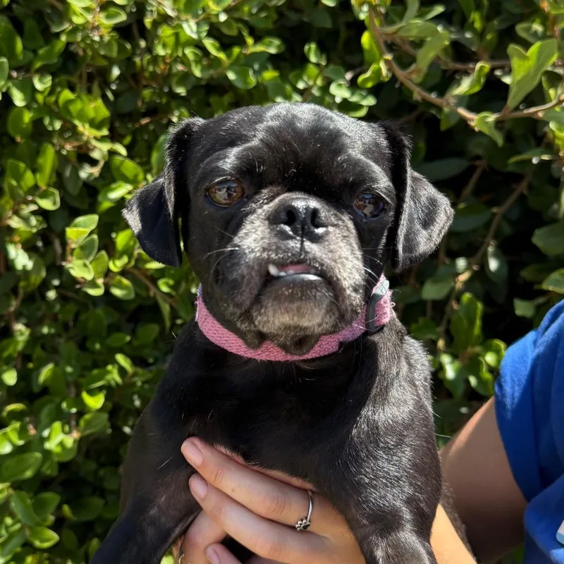 An adult small-sized female Black Pug dog named Marla for adoption in Santa Barbara, CA