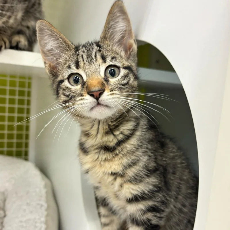A baby small-sized male Brown / Chocolate Domestic Short Hair cat named Walter for adoption in Tallahassee, FL