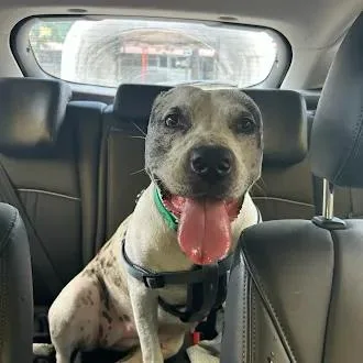 An adult large-sized female White / Cream Pit Bull Terrier dog named Bellas for adoption in Austin, TX